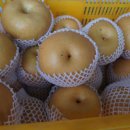 꼬마신고배 세일판매합니다 이미지