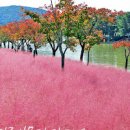 보문단지 핑크뮬리 페이지나인 분홍 단풍 경주 여행 이미지