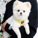 퍼피프린스 | 포메라니안은 원숭이시절이 와도 이쁘다 손님방문 퍼피프린스 분양후기