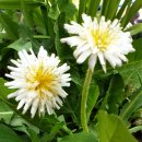 하얀민들레 이미지