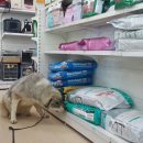 땡자애견 이미지