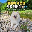 애견동반 계곡캠핑 성지🐾 강원도 홍천 샘골캠핑장 2박3일 후기