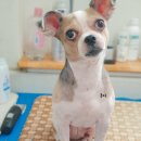 짱구네 동물병원 이미지