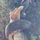 산채마당 | 나무에 매달려 길고양이 산채로 잡아먹는 뱀이 발견된 곳은 바로 집 앞마당이었다