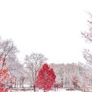 데굴데굴 이미지