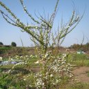 광령초등학교 이미지