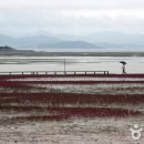 무안낙지 이미지