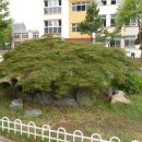 서대전초등학교 이미지