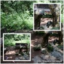 천년비자 이미지