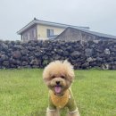 가지스테이 | 제주 애월 애견동반숙소｜넓은 마당 독채 마롱스테이