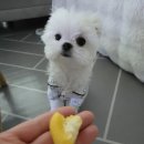 오간식 | 강아지 간식 고민 끝, 오간식 한입피자 라라 급여 후기