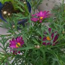 부평구치매안심센터 | 화원에서 치매안심센터까지