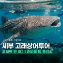 ㈜마이팩투어 | 세부 고래상어투어 오모팩 투어 솔직 후기! 오슬롭 모알보알 준비물 팁 정리