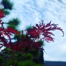 한지에 물들다 이미지