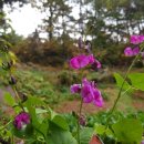 녹산농원 이미지