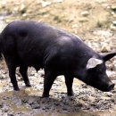 제주도흑돼지 이미지