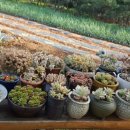 흙내음풀내음 이미지