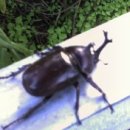 장수염소 이미지