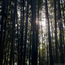 농협하나로마트 수변점 맞은편 | 1박2일 담양 가을 단풍 여행 추천 (담양호 용마루길 수변산책로 고서회관 죽녹원 관방제림)