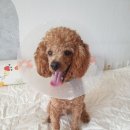 스마트폰으로 사진작가 되기 네이버블로그