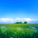 소중하개 이미지