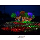 동복면 복지회관 | 화순 국화 향연(축제) 1편 19.11.3