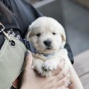 버디독 강아지분양 안심분양센터 서울 영등포점 네이버블로그