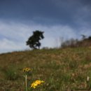 솜방망이 이미지