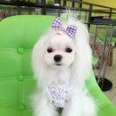 The 쇼독 이미지