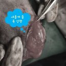 나만 애 동물병원 | 【하남】 나만 애 동물 병원 10살 푸들 슬개골 외측 탈구 재수술 사례