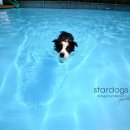 스타독스 이미지