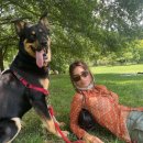 댕댕이# 이미지