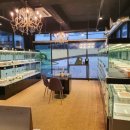 부산고양이분양 그린캣 이미지