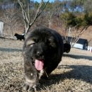 세계명견 감곡켄넬 이미지