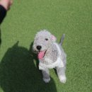 댕댕가르텐 강아지애견유치원호텔 이미지