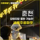파티가는 댕댕이 | 춘천 애견 동반 여행 - 강아지랑 세계주류마켓 다녀온 후기