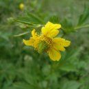 조양초등학교 이미지