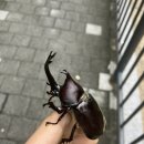 장수풍뎅이(Big beetle) | 장수풍뎅이와 흑백알락나비가 나오는 학교 (ft. 일요일부터 휴블)