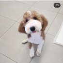 몽구리DOG 이미지