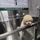 푸르댕 2산단점 이미지