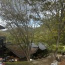 산속의친구 | 🌿 강원도 영월의 깊은 맛: 산속의 친구들 (강원 나물밥 전문점) 후기