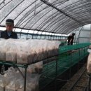 영월농장 이미지