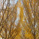 은행나무길 이미지