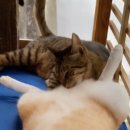 온 그루밍 이미지