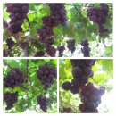 영신농원 이미지