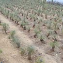 나가지농장 이미지