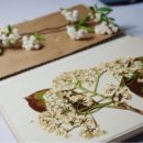 메르시엠 이미지