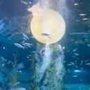 롯데월드아쿠아리움 이미지