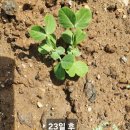 콩심은데콩나라(주) | 완두콩 심고 2개월, 완두콩 수확 후기와 관리 꿀팁