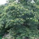 물한계곡민박 이미지